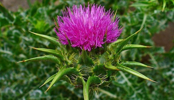 Cardo Mariano Propriet Benefici Uso Rimedi Naturali E