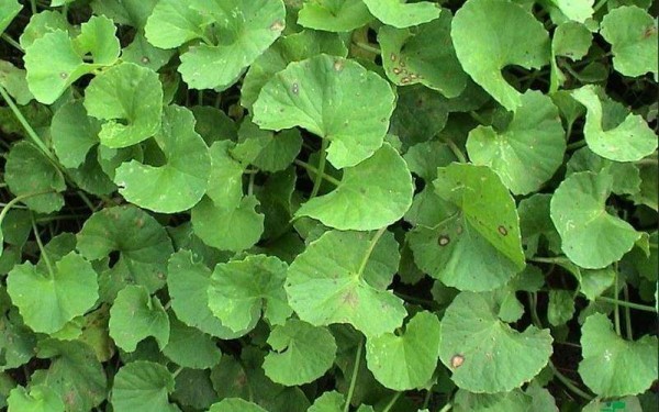 Centella Asiatica Propriet Benefici Uso Rimedi E Controindicazioni