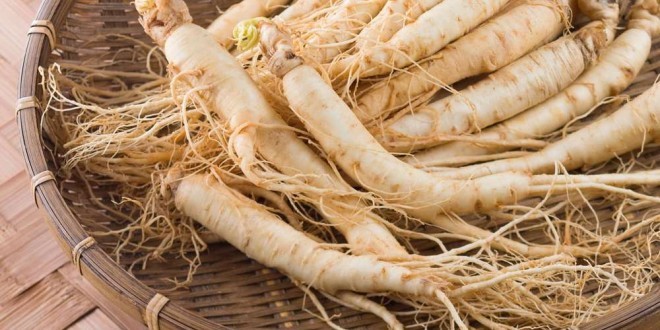 Ginseng Proprietà Benefici Usi Controindicazioni Ed