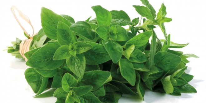 Origano Proprietà Benefici Valori Nutrizionali Utilizzi