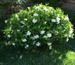 come curare e coltivare la gardenia in giardino