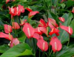 Anthurium giardino - come curare e coltivare Anthurium in giardino