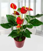 Anthurium vaso - come curare e coltivare Anthurium in vaso sul balcone