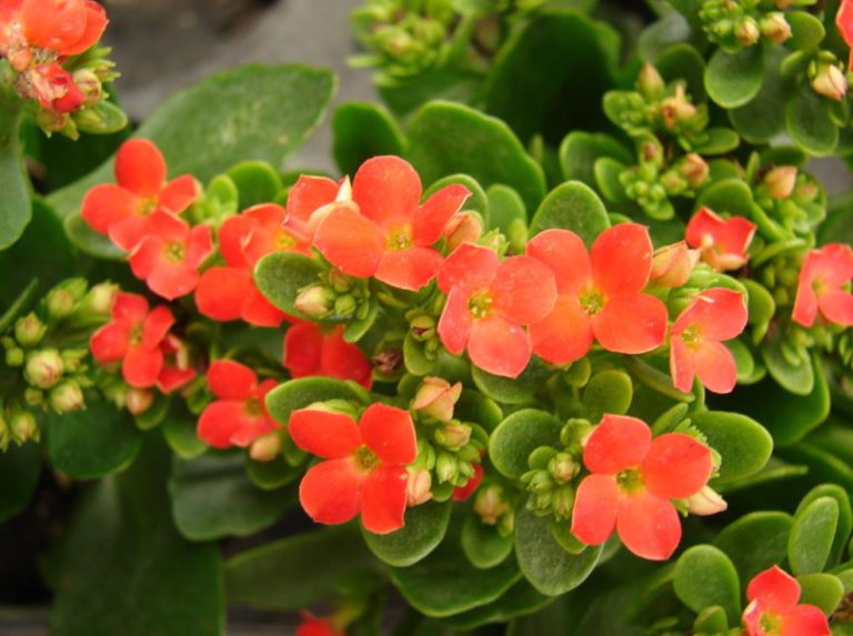 Kalanchoe: Come Curare E Coltivare Le Kalanchoe In Vaso E In Giardino