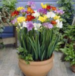 fresie vaso - come curare e come coltivare le fresie in vaso sul balcone
