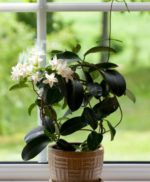 gelsomino vaso - come curare e come coltivare il gelsomino in vaso sul balcone