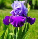 iris in giardino - cura e come coltivare l'iris in giardino