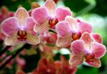 orchidea giardino - come curare e come coltivare le orchidee in giardino
