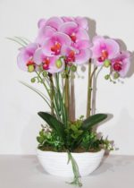 orchidea vaso - come curare le orchidee e come coltivare le orchidee in vaso sul balcone