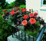 rose in vaso - cura e come coltivare le rose in vaso sul balcone