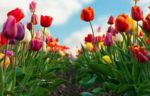 tulipani giardino - come curare e come coltivare i tulipani in giaardino