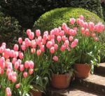 tulipani vaso - come curare e come coltivare i tulipani in vaso sul balcone