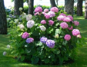 Ortensia: Come Curare E Coltivare Le Ortensie In Vaso E In Giardino