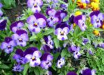 viole giardino - come curare le viole e come coltivare le viole in giardino