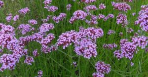 Verbena pianta