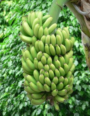 Banane proprietà e benefici per la salute.