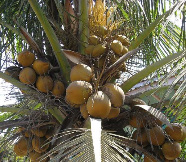 palma da cocco e noci di cocco