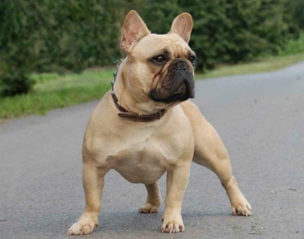 Bulldog francese: il prezzo e il carattere lo rendono un ottimo cane da compagnia amorevole ed affettuoso, unico e desiderabile.