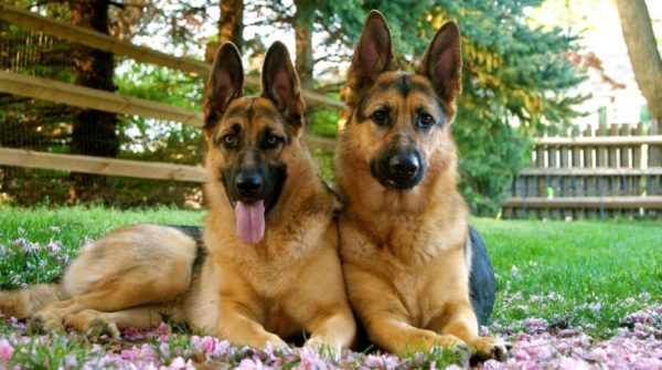 Il pastore tedesco è un cane da guardia impeccabile, forte, intelligente e versatile con un temperamento esuberante ma anche obbediente e coraggioso.