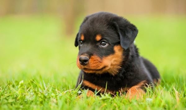 Rottweiler cucciolo cure alimentazione e prezzo