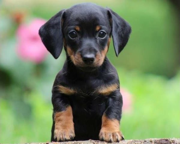 Bassotto tedesco cucciolo prezzo alimentazione e cura. Il bassotto tedesco, noto anche come Dachshund e Teckel Dog è un cane adorabile con un temperamento giocherellone e vivace.