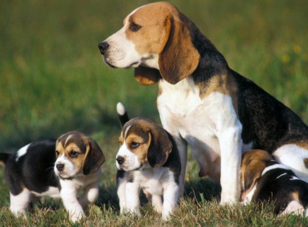 Il carattere del Beagle: inteligente, audace, curioso, molto attivo, allegro capace di grande resistenza e determinazione, amabile e sveglio il beagle non è affatto un cane aggressivo.