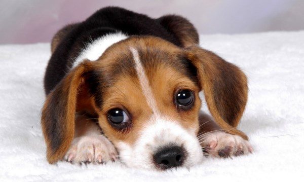 Scopri il prezzo di un cucciolo di Beagle, qual è il miglior cibo per i Beagle, cosa possono mangiare, i cibi da evitare, l'alimentazione corretta e come prendersi cura di un cucciolo di Beagle.