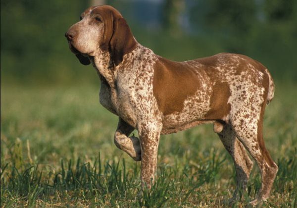 Bracco italiano carattere e prezzo: il bracco italiano è una razza di cani da caccia, di origini italiane molto dolce affettuoso, intelligente ed affidabile.